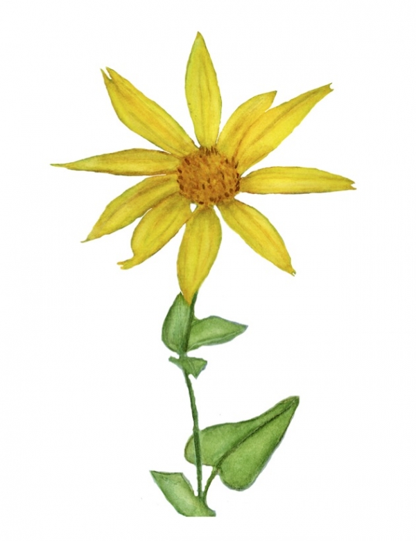 Subalpine Arnica Greeting Card