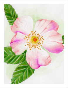 Wild Rose Greeting Card