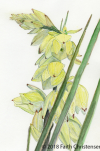 Yucca